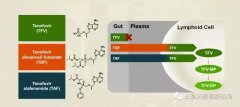 替诺福韦艾拉酚胺(TAF)III期研究结果揭示：96周无耐药，病毒抑制强