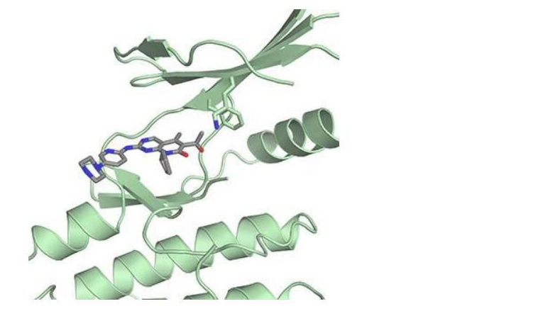 Science：揭示乳腺癌药物帕博西尼的新型作用机制